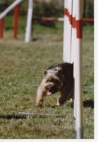 Apprentissage de l'agility Benji_10