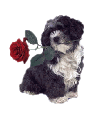A Mon Doudou Chien Joyeux Anniversaire A Mon Doudou Chien Joyeux Anniversaire