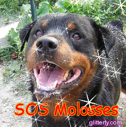 SOS Molosses