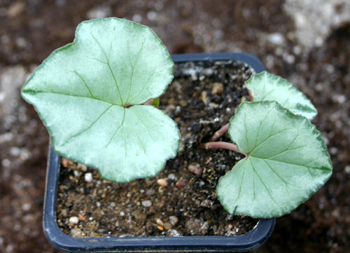 Cyclamen hederifolium - Page 2 Img_1010