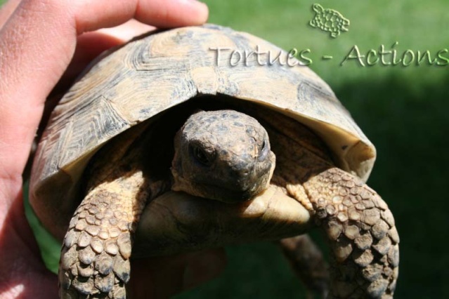 [b]Surprise totale !!![/b] Tortue16