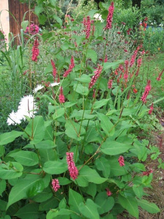 persicaria 'Taurus' 06_aou12