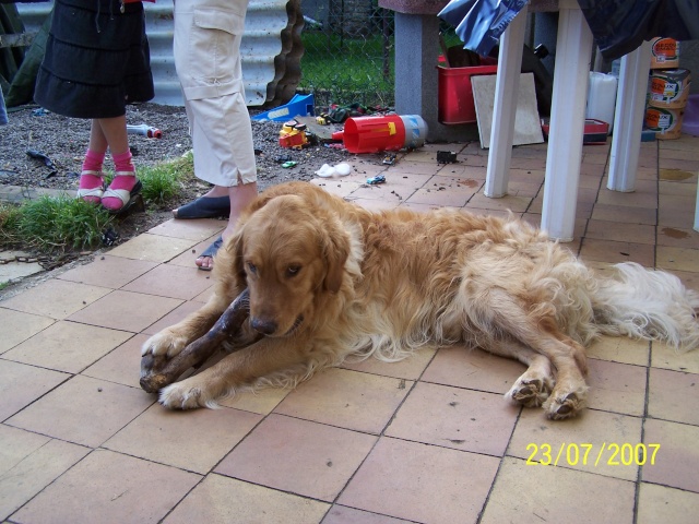 Lucky golden retriever de 3 ans Photo_17