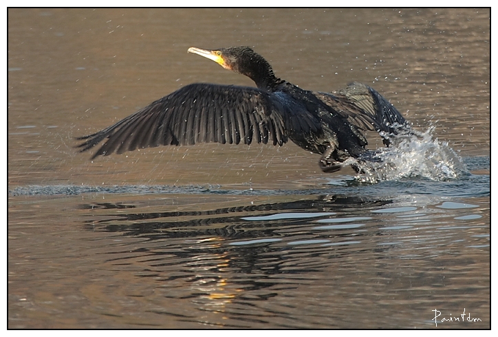 Le grand cormoran Pma33711