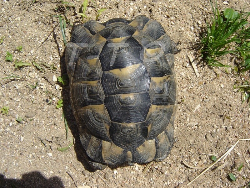 besoin de savoire l'age et lorigine de ma tortue Dsc02510