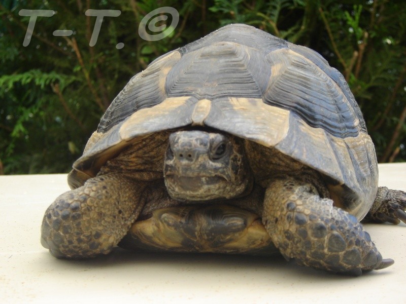besoin de savoire l'age et lorigine de ma tortue Dsc02512