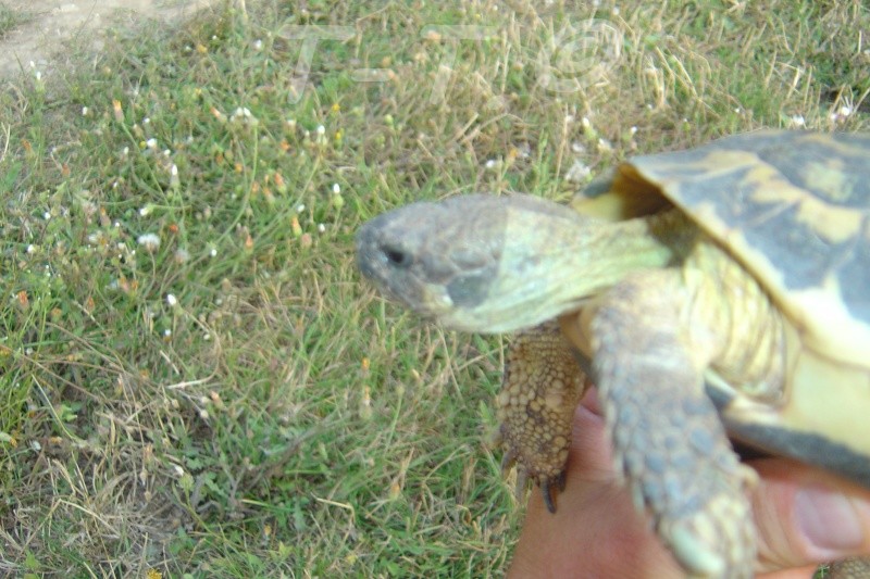 Identification de mes tortues - Page 2 Dsc03813