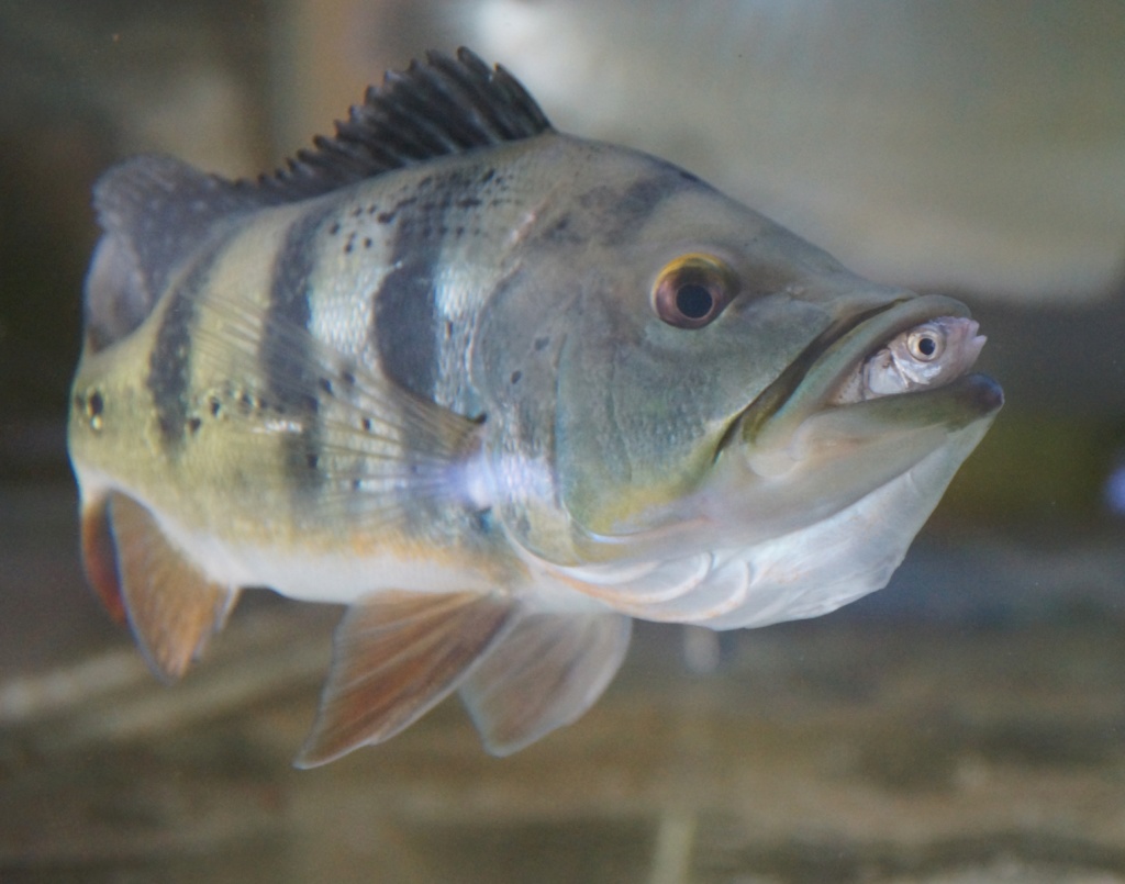 Cichla monoculus forme Perou Dsc04710