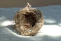 Identification des nids d'oiseaux - Page 2 Nid_0310