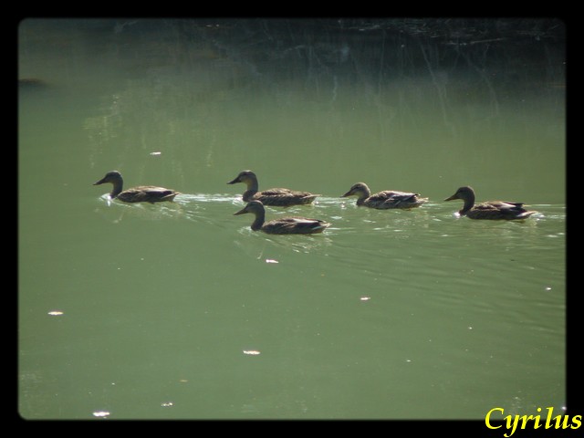 photo animaliere Canard12