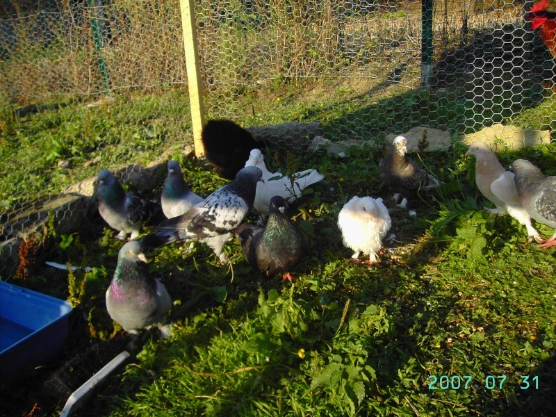 Mes petits amours de pigeons et autres animaux a plumes Aout_214