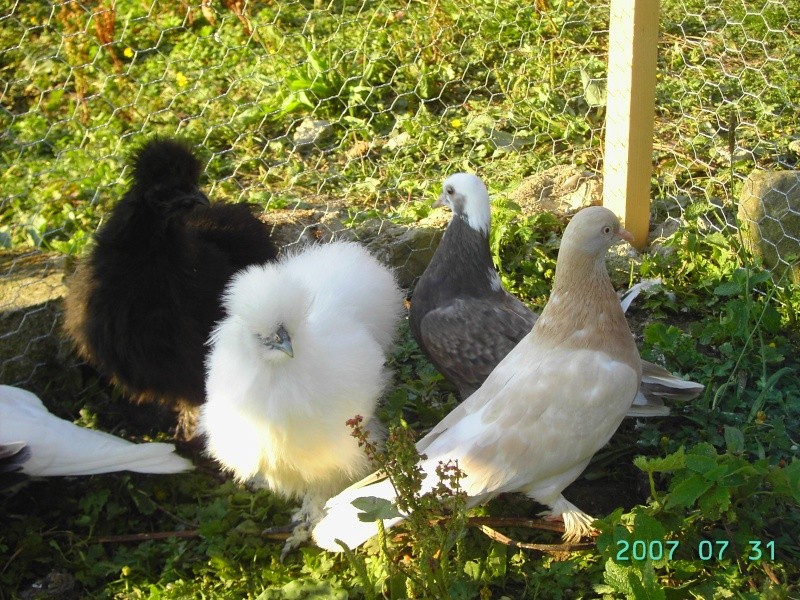 Mes petits amours de pigeons et autres animaux a plumes Aout_216