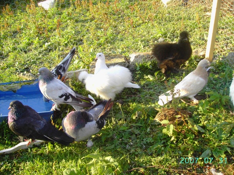 Mes petits amours de pigeons et autres animaux a plumes Aout_217