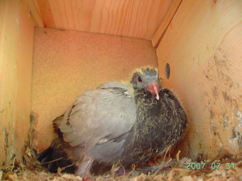 Mes petits amours de pigeons et autres animaux a plumes Aout_220