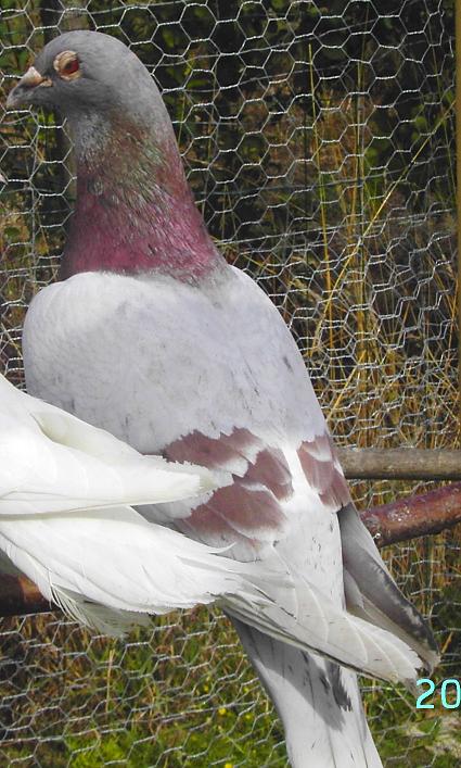 Mes petits amours de pigeons et autres animaux a plumes Appolo12