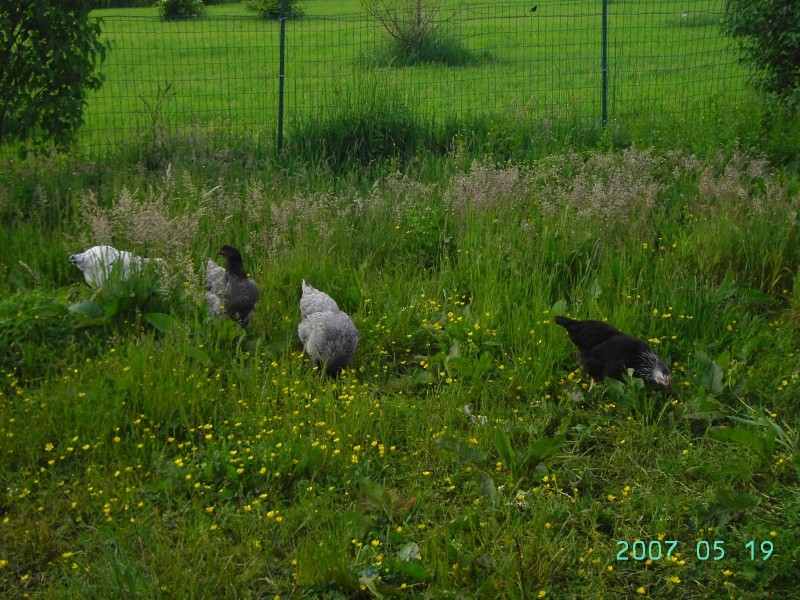 Mes petits amours de pigeons et autres animaux a plumes Lucky_10