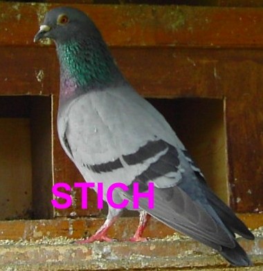 Mes petits amours de pigeons et autres animaux a plumes Stitch10