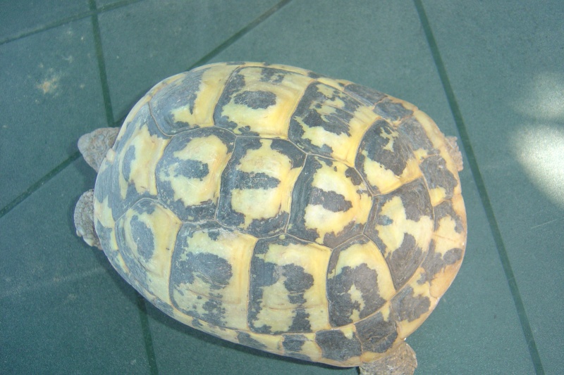 Identification de mes tortues Dsc03725