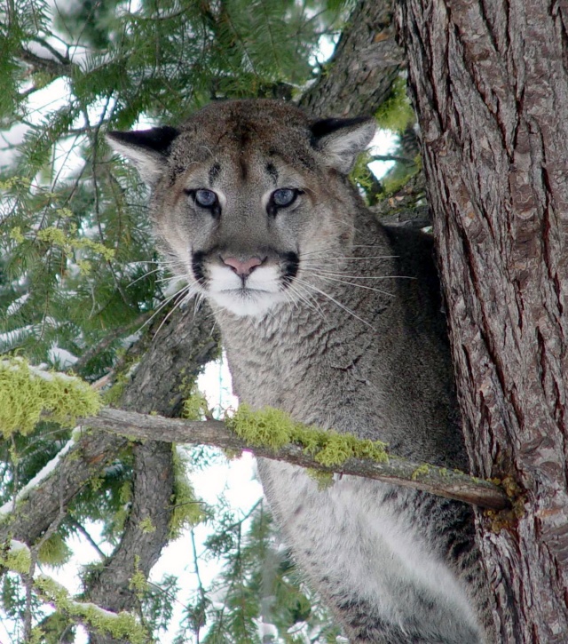 dans quel animal aimeriez vous etre reincarner Cougar10