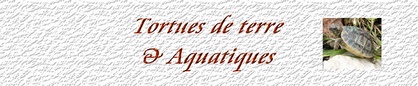 Tortues de terre et aquatiques