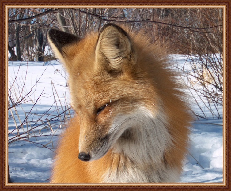 Images Animaux Fox_1010
