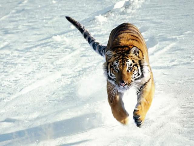Images Animaux Tigre10