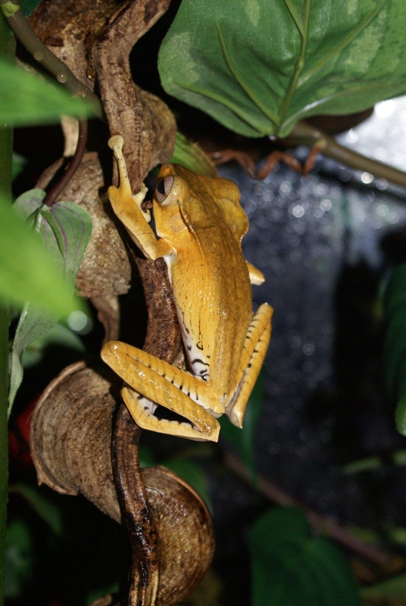 Polypedates otilophus Dsc01015