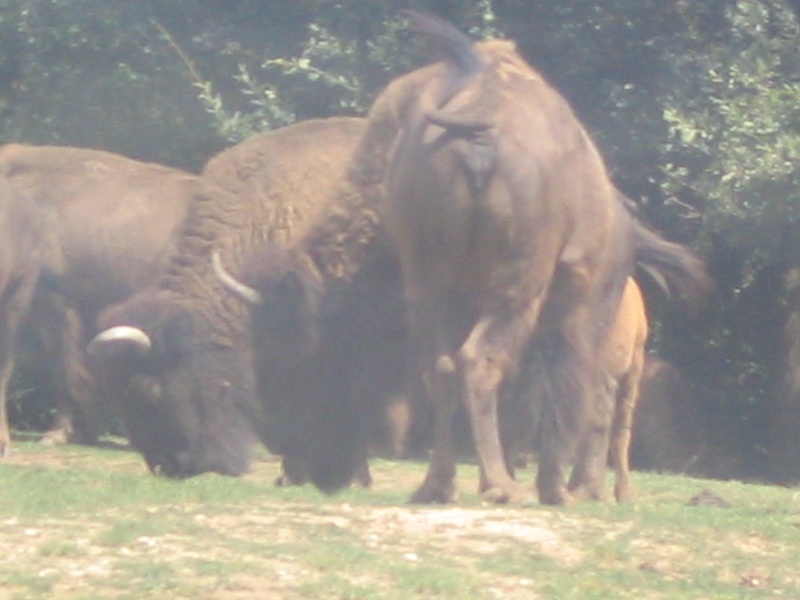Visite au Safari Parc de Peaugres (07) Photo_12