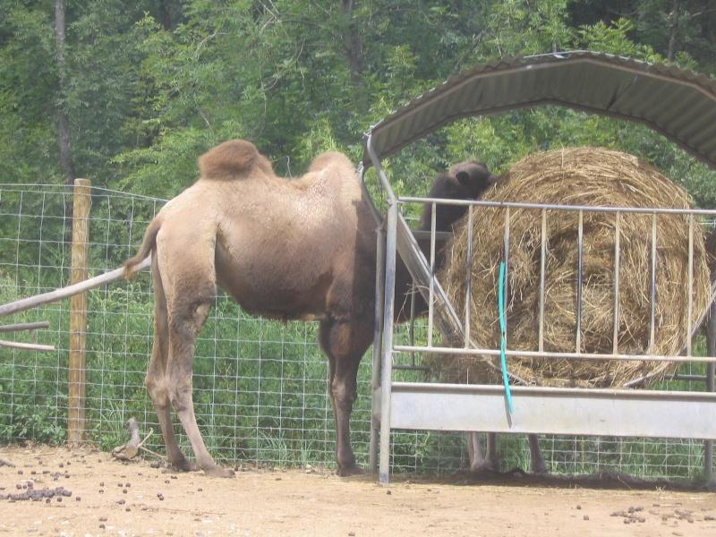 Visite au Safari Parc de Peaugres (07) Photo_19