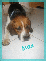 A adopter, Max, 18 mois Max311