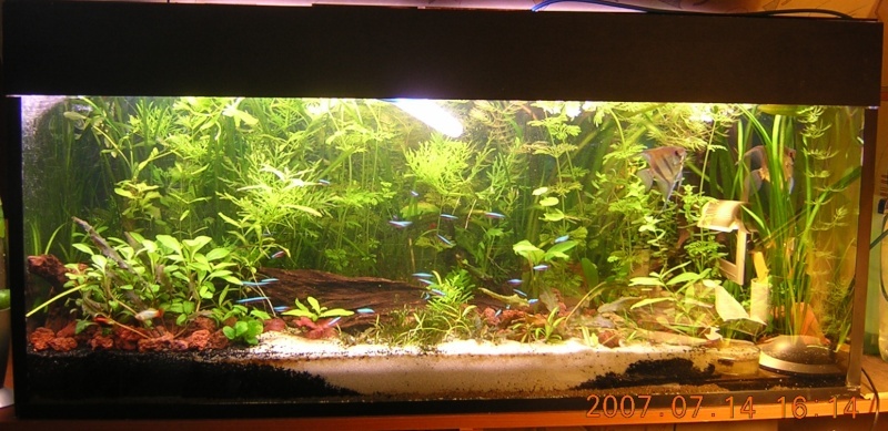 Mes aquariums Aqua210