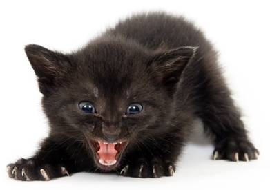 En Italie la "Journe des chats noirs" Chat-010