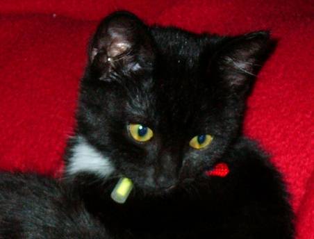 En Italie la "Journe des chats noirs" Chat-011