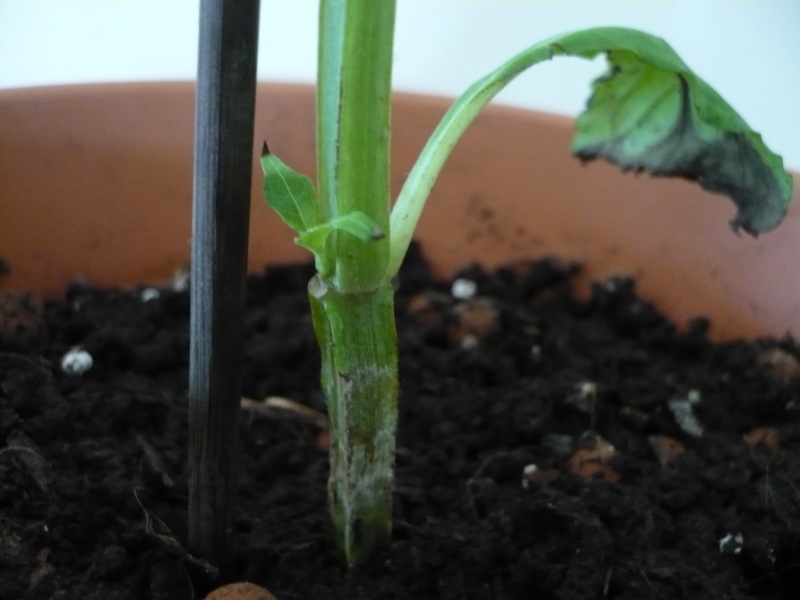 L'évolution de mes petites Salvia P1000010