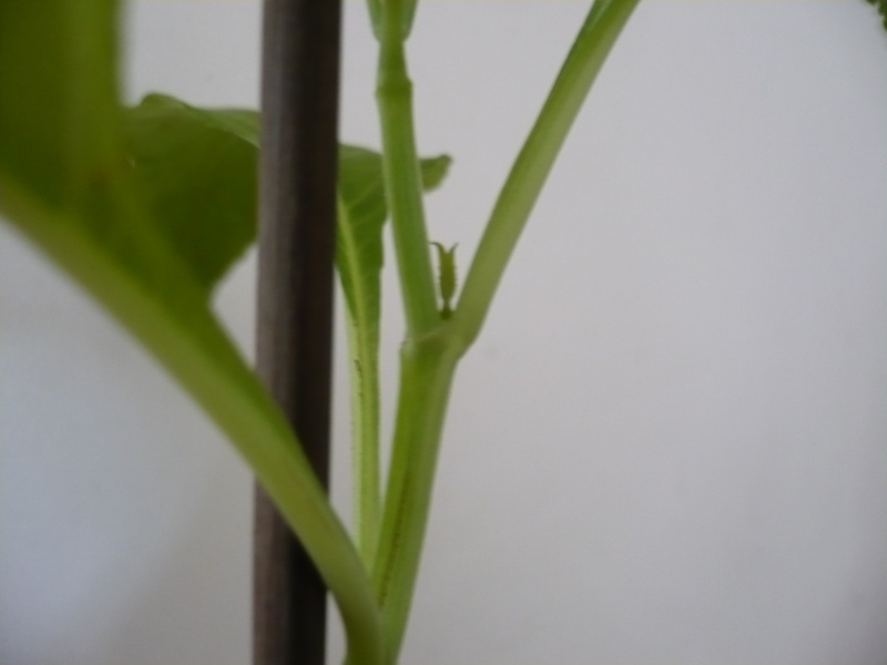 L'évolution de mes petites Salvia P1000011