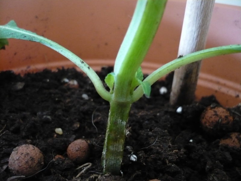 L'évolution de mes petites Salvia P1000012