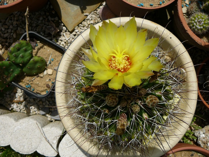 Foraisons cactus Notoca11