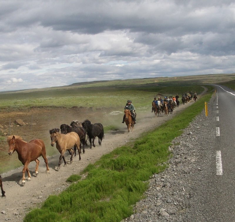 Le cheval Islandais Island11