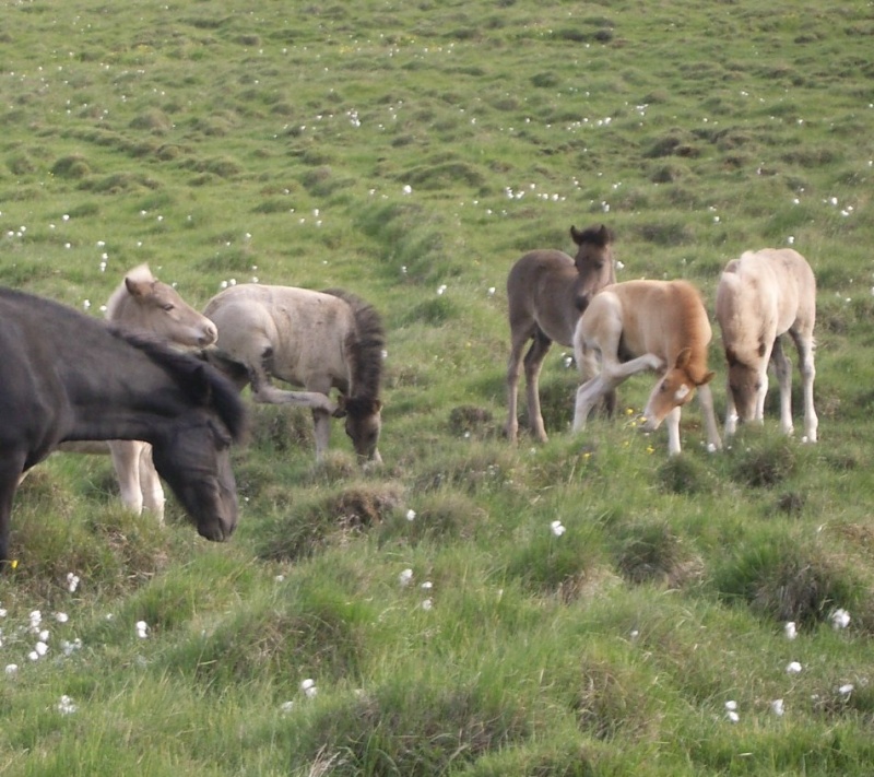 Le cheval Islandais Island14