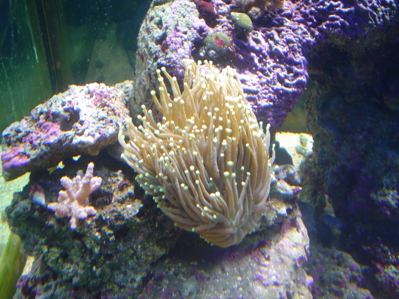[b]plus d'anemone=nouvel aquarium[/b] - Page 2 Dsc04714