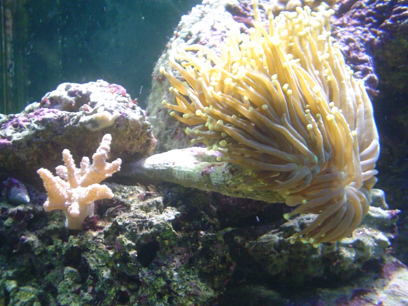 [b]plus d'anemone=nouvel aquarium[/b] - Page 2 Dsc04715