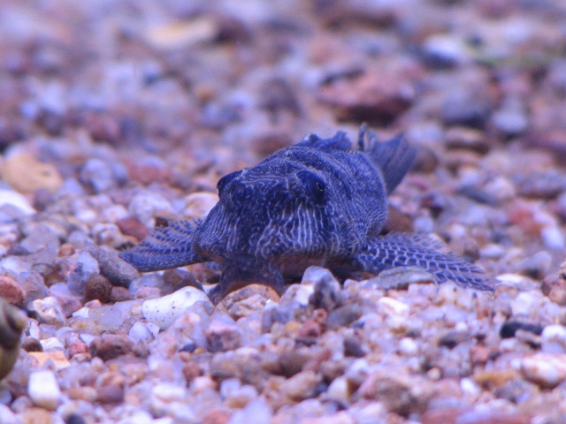 Mes Loricariidae et Corydoras Img_4310