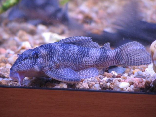 Mes Loricariidae et Corydoras Img_5011