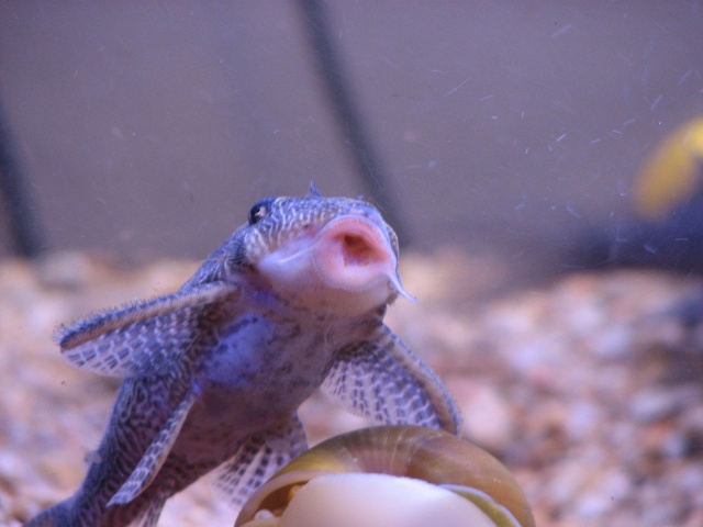 Mes Loricariidae et Corydoras Img_5014