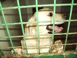 Urgent - Labrador dor mle de 6 1/2 ans Gamin_10