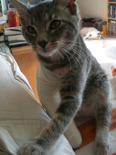 Bidi - chaton gris de 2 mois Bidi510