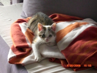 Yuri, 9 mois chatonne Blanche et tigrée calicot Yuri_110
