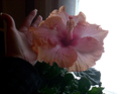 Hibiscus Aurantiacus Photo_21