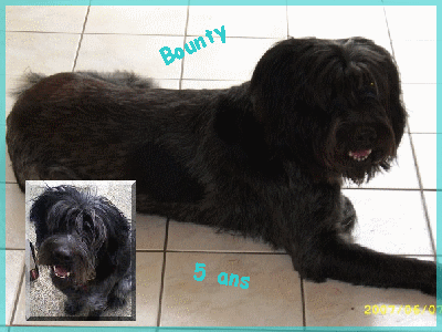 chiens - Bounty et Cachou, deux chiens  adopter Bounty10