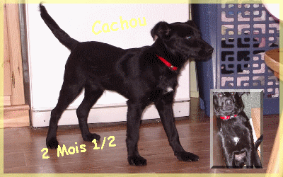 chiens - Bounty et Cachou, deux chiens  adopter Cachou10
